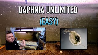 How I Raise Daphnia Water Fleas And You Can Too [upl. by Gardie]