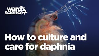 Caring and Culturing for Daphnia [upl. by Haleehs]