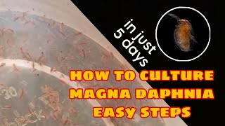 How to Culture Magna Daphnia Easily [upl. by Fusuy]