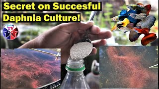 How to Culture Daphnia Successfully [upl. by Nimesay891]