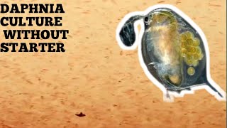 HOW TO CULTURE DAPHNIA NATURALLY WITHOUT A STARTER [upl. by Hamid886]