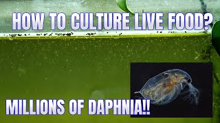 How to Culture Daphnia Secret Method to Breed MILLIONS  Simply Aquatic [upl. by Alam313]