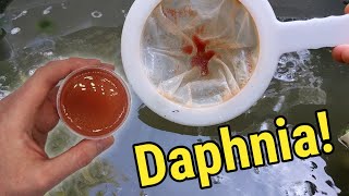 How I Culture Daphnia In Outdoor Tubs [upl. by Jon492]