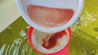 How to culture daphnia  Daphnia culture  How to grow daphnia outdoor [upl. by Anelra]