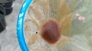 How to culture daphnia moina in a small container Part 1 English Subtitle [upl. by Silden]