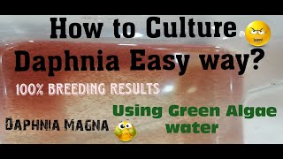 Daphnia MagnaHow to Culture Daphnia Easy wayCulturing Daphnia using Green water Daphnia [upl. by Lavella]