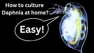 BEST Live Fish Food Beginner guide How to Culture Daphnia at home [upl. by Mihe]