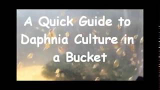 How to culture daphnia outside [upl. by Arretahs]