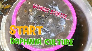 How to culture daphnia moina the easy way 1  Starting the Daphnia culture [upl. by Intyrb]