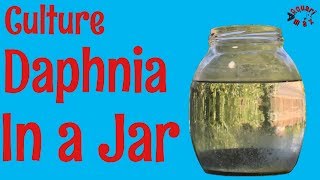 How to Culture Daphnia in a Jar [upl. by Adnuahsar]