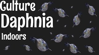 How to Culture Daphnia [upl. by Trinee]