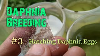 Daphnia Culture made simple and easy 3  Hatching Daphnia eggs [upl. by Delaryd]