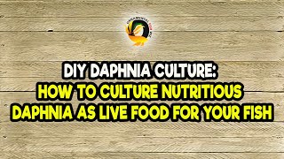 DIY Daphnia Culture How to Culture Nutritious Daphnia as Live Food for Your Fish [upl. by Jemie603]