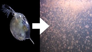 How I Culture Daphnia [upl. by Astrid]