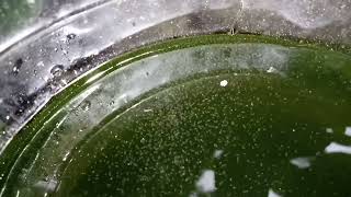 DAPHNIA MOINA CULTURE IN A SMALL BUCKET [upl. by Aylward]