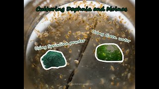 How To Culture Daphnia and Moinas using Green Water Spirulina powder [upl. by Heeley]