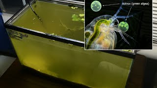 Raising Daphnia for the Freshwater Aquarium [upl. by Letnahc443]