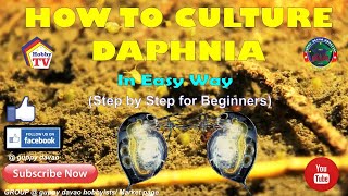 HOW TO CULTURE DAPHNIA In Easy Way [upl. by Verile433]